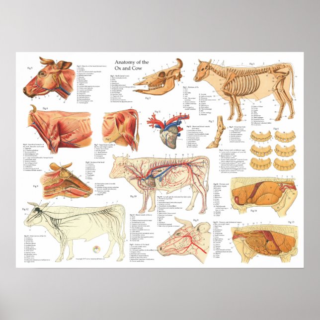 Póster Gráfica de anatomía bovina de vaca de 18" X 24" (Frente)