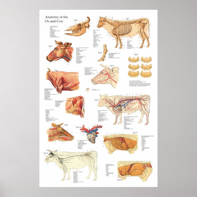 Póster Gráfica de anatomía bovina de vaca de 24" X 36" (Frente)
