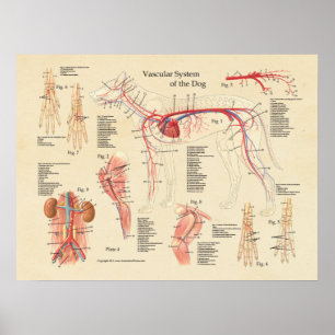 Póster Gráfica de anatomía cardíaca del sistema vascular