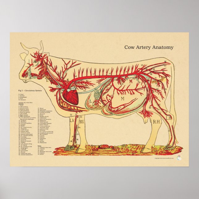 Póster Gráfica de anatomía de arteria veterinaria bovina  (Frente)