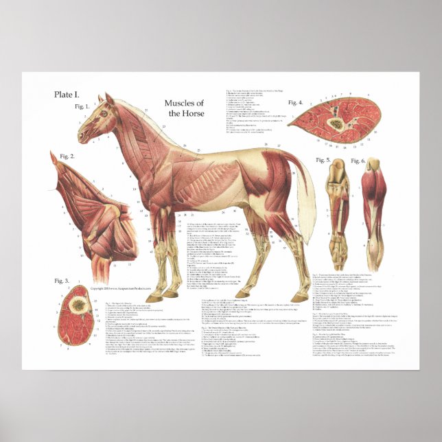 Póster Gráfica de anatomía de hombro del cuello del múscu (Frente)