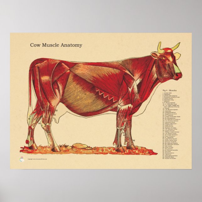 Póster Gráfica de anatomía de músculos veterinarios bovin (Frente)