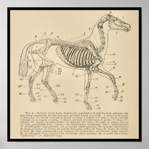 Póster Gráfica de anatomía del esqueleto del caballo