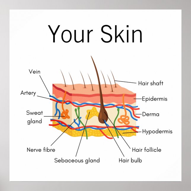 Póster Gráfica de anatomía del pelo de la piel (Frente)