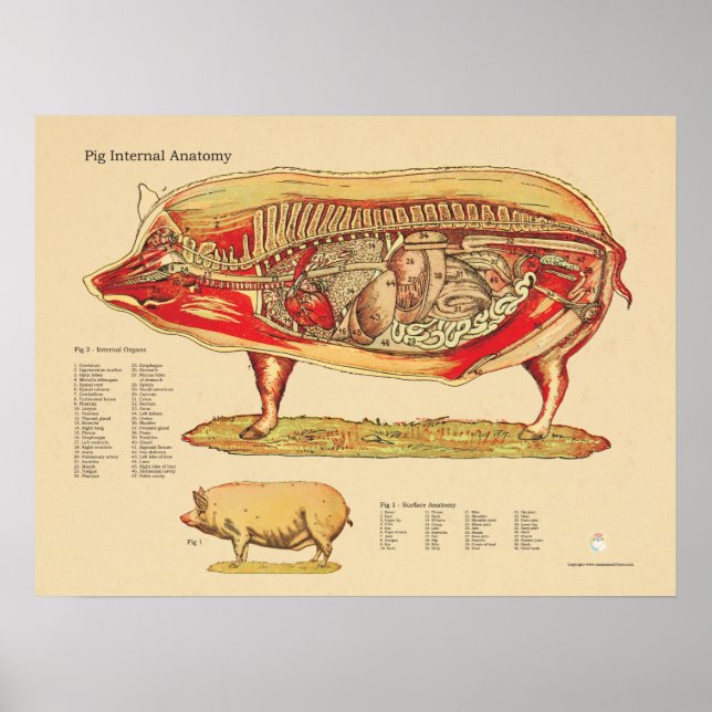 Póster Gráfica de anatomía interna veterinaria (Frente)