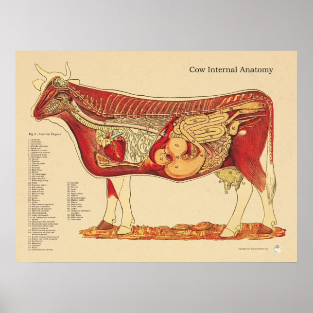 Póster Gráfica de anatomía interna veterinaria de bovinos (Frente)