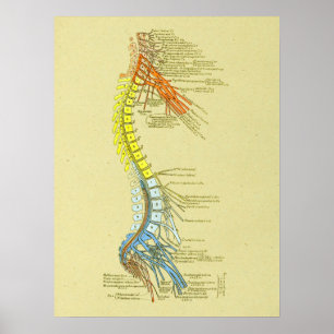 Póster Gráfica de anatomía médica de la columna vertebral