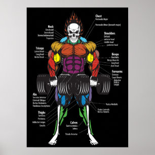 Póster Gráfica de anatomía muscular - Construcción de cue
