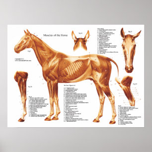 Póster Gráfica de anatomía muscular del caballo