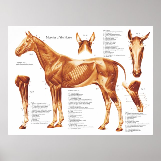 Póster Gráfica de anatomía muscular del caballo (Frente)