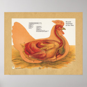 Póster Gráfica de anatomía muscular del pollo Hen