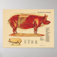 Gráfica de anatomía muscular veterinaria