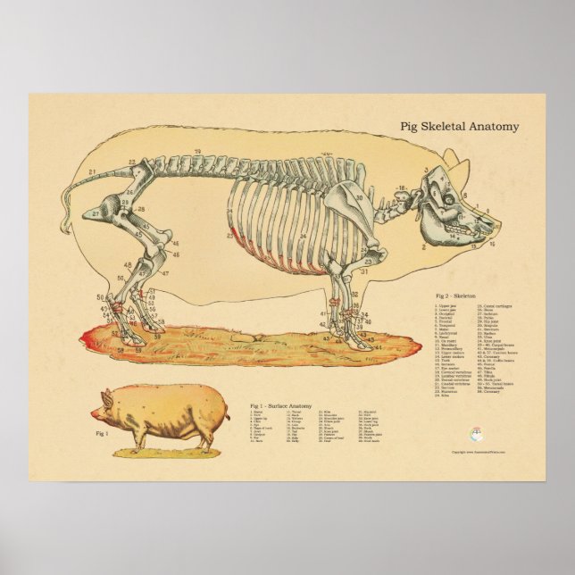 Póster Gráfica de anatomía ósea veterinaria (Frente)