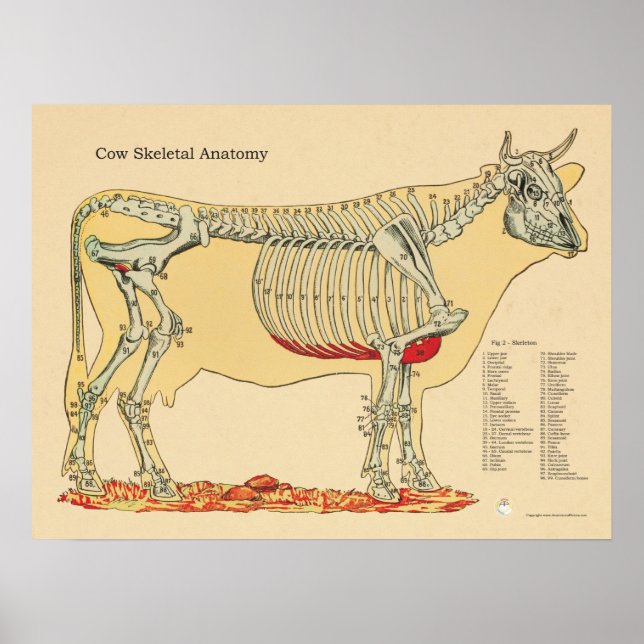 Póster Gráfica de anatomía ósea veterinaria de bovino bov (Frente)