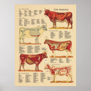 Póster Gráfica de anatomía veterinaria de bovinos de vaca