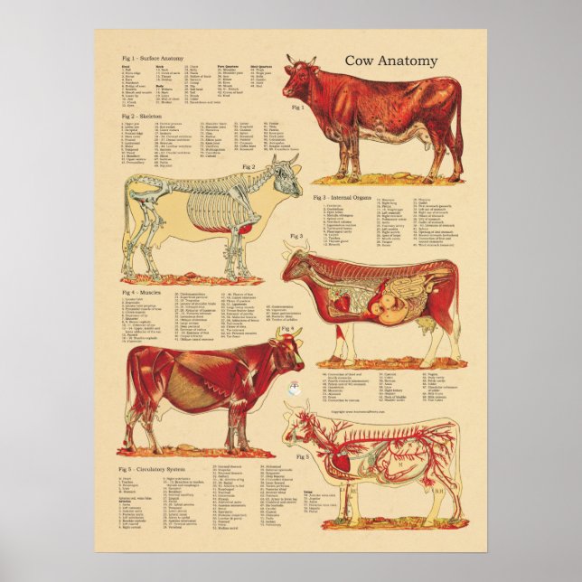 Póster Gráfica de anatomía veterinaria de bovinos de vaca (Frente)