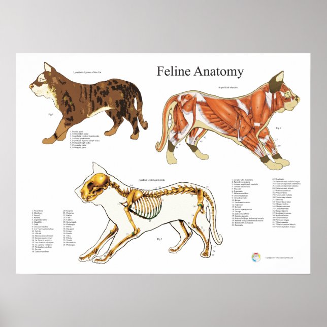 Póster Gráfica de anatomía veterinaria del músculo esquel (Frente)