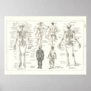 Póster Gráfica de cosecha de cosecha de la anatomía del e