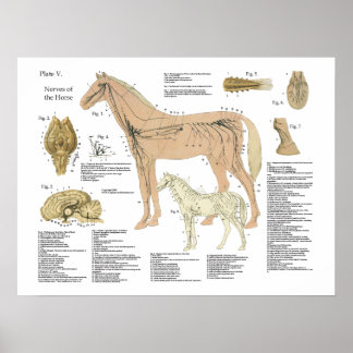 Póster Gráfica de Poster de anatomía del sistema nervioso