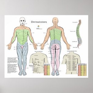 Póster Gráfica de puntos de acupuntura con dermatome