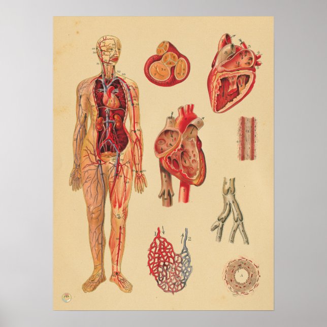Póster Gráfica médica de anatomía humana de arterias card (Frente)