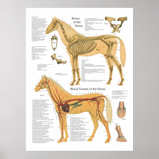 Póster Gráfica Veterinaria de Anatomía Arterial Óptica (Frente)