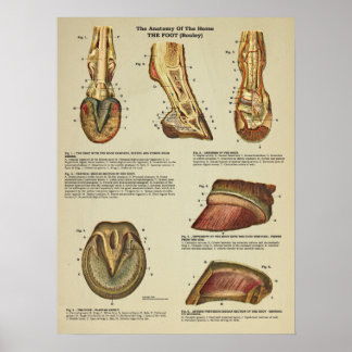 Póster Gráfica veterinaria de anatomía de pies de caballo