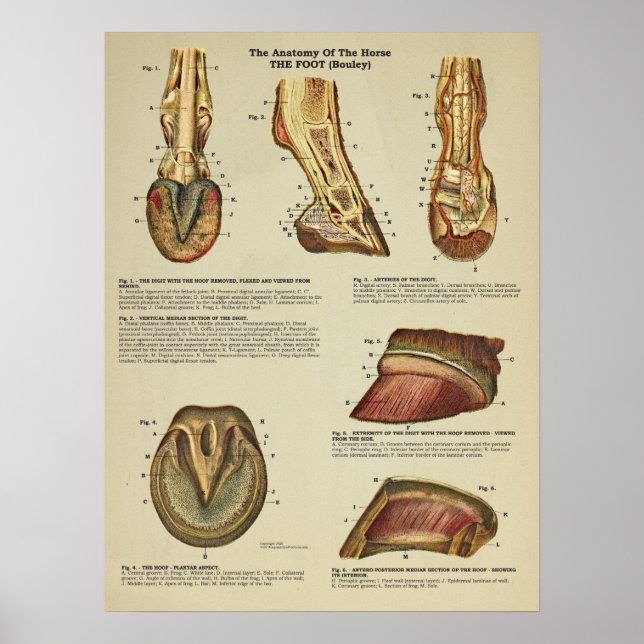 Póster Gráfica veterinaria de anatomía de pies de caballo (Frente)