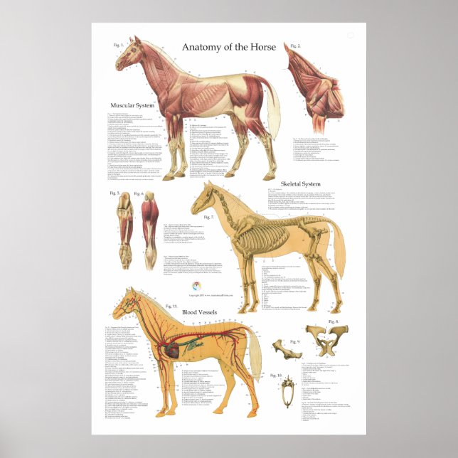 Póster Gráfica veterinaria de la anatomía esquelética del (Frente)