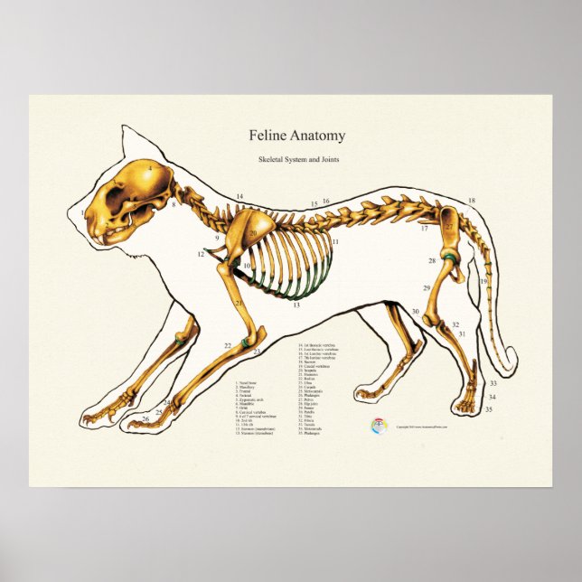 Póster Gráfica veterinaria de la anatomía ósea del gato (Frente)