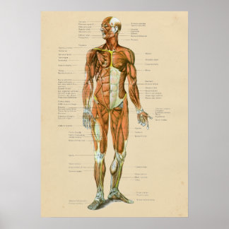 Póster Gráfico anterior de anatomía de músculo humano de 