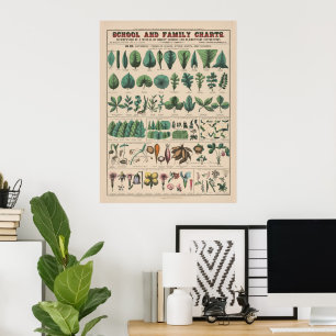 Póster Gráfico Antiguo de la Escuela Botánica Naturaleza