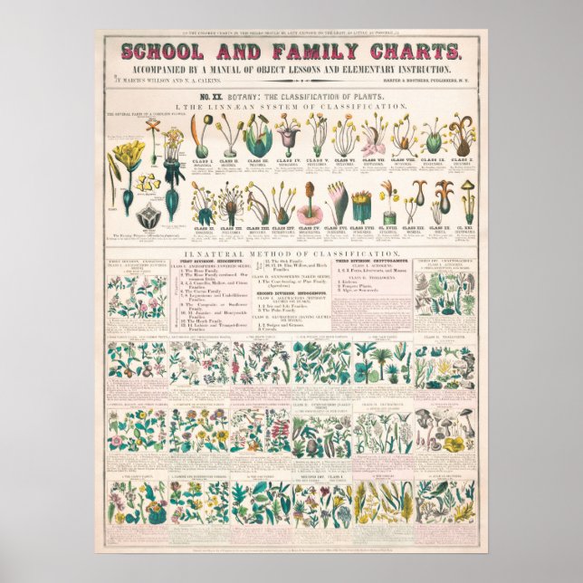 Póster Gráfico botánico vintage (Frente)