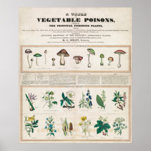 Póster Gráfico botánico vintage