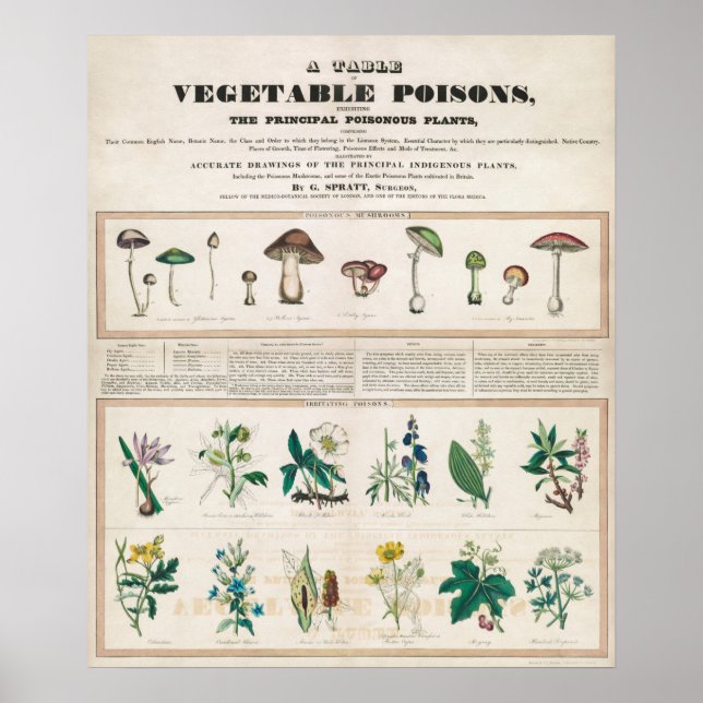 Póster Gráfico botánico vintage (Frente)
