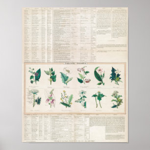 Póster Gráfico botánico vintage
