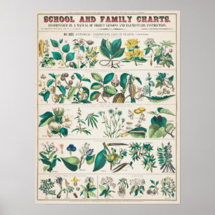Póster Gráfico botánico vintage