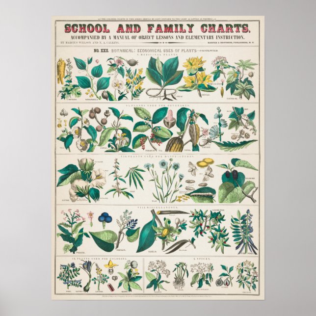 Póster Gráfico botánico vintage (Frente)