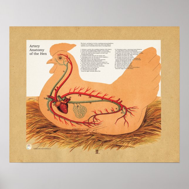 Póster Gráfico de anatomía de arteria de pollo Hen (Frente)