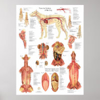 Gráfico de anatomía de arterias musculares de perr