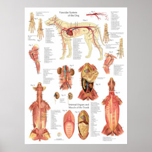 Póster Gráfico de anatomía de arterias musculares de perr