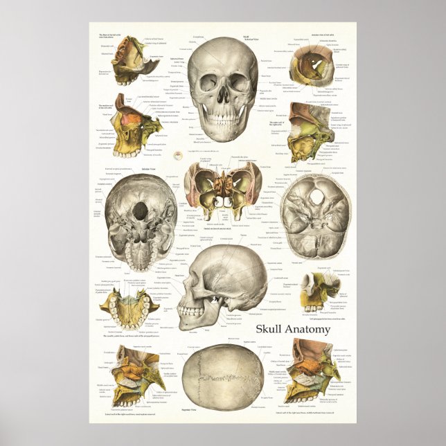Póster Gráfico de anatomía de cráneo humano 24 X 36 (Frente)