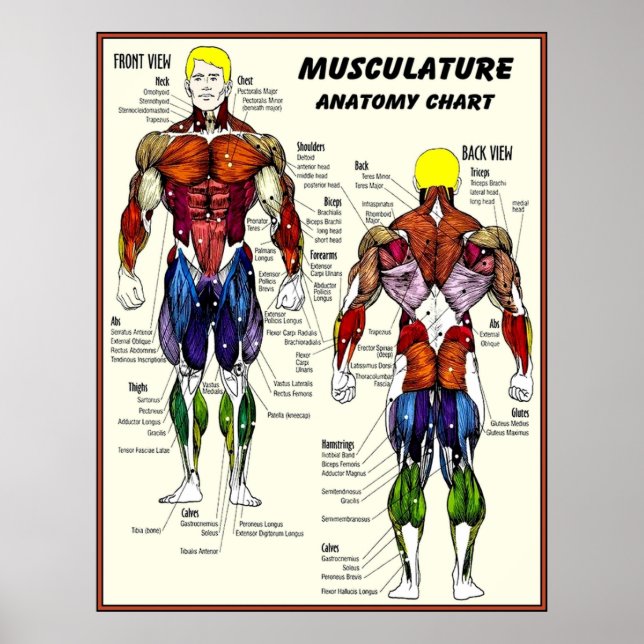Póster Gráfico de anatomía de creación del cuerpo de MUSC (Frente)