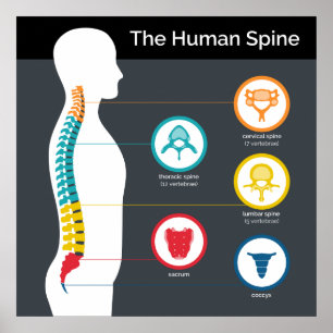 Póster Gráfico de anatomía de espinas humanas
