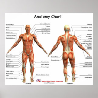Póster Gráfico de anatomía de IFA