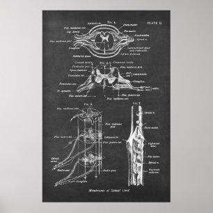 Póster Gráfico de anatomía de la médula espinal No.3