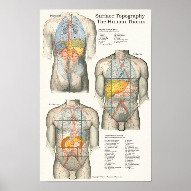 Póster Gráfico de anatomía de la topografía de superficie (Frente)