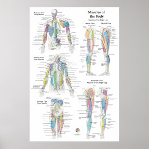 Póster Gráfico de Anatomía de Músculos Profundos