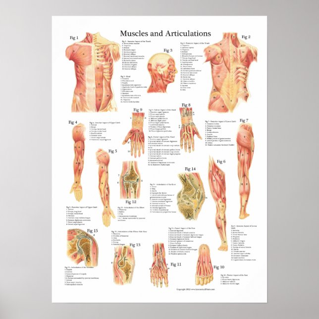 Póster Gráfico de anatomía de músculos y articulaciones (Frente)