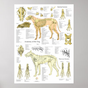 Póster Gráfico de Anatomía de Nervios Esqueléticos de Per